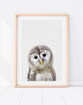 Plakat Sowa - Plakat do pokoju dziecka, LOVINA PRINTS