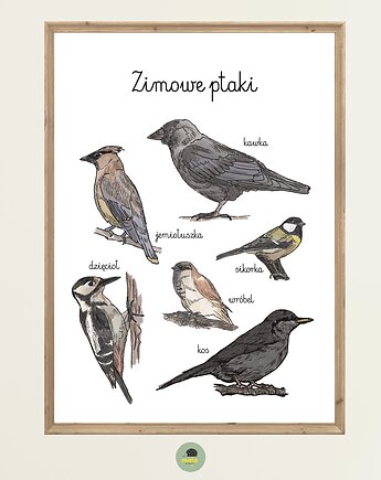 Plakat Edukacyjny Ptaki nieodlatujące zimowe Montessori dla dzieci, Maja Montessori