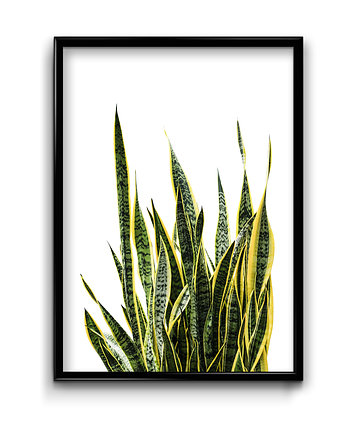 Plakat Sansewieria , Bury Lis