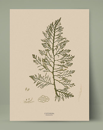 Plakat botaniczny z rośliną morską Retro, Bajkowe Obrazki