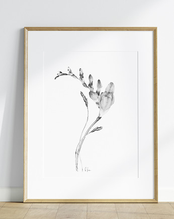 Grafika Akwarela Frezja, Urszula Steczkiewicz