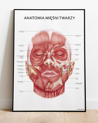 Plakat Anatomia Mięśni Twarzy, Marta Pawelec Medical Art