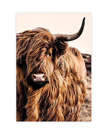 Krowa szkocka plakat, KNOR