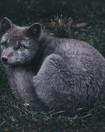 Fotografia kolekcjonerska "Lis polarny", BITE OF ICELAND
