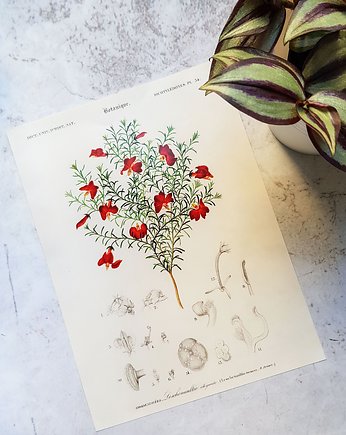 Plakat, Rycina Vintage - Roślina, Lechenaultia, Galeria LueLue