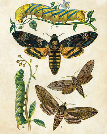 Plakat motyle-rycina-z-ksiazki-iv, Galeria LueLue