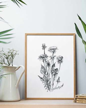 Mniszek  30x40  - grafika botaniczna, beata sketches