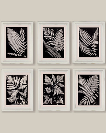 Ilustracje botaniczne paproć vintage, black dot studio