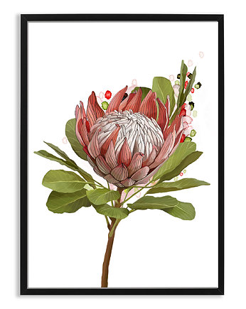 PLAKAT (poster) KWIAT PROTEA, LUdesign gallery