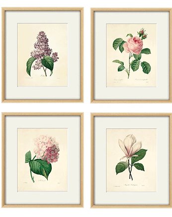 Rysunek kwiaty grafika motywy kwiatowe magnolia, Victorian wall art