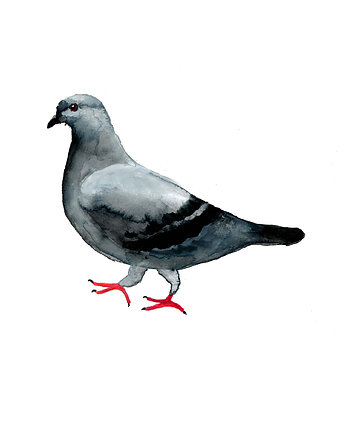 Plakat Gołąb, Warsaw Birds