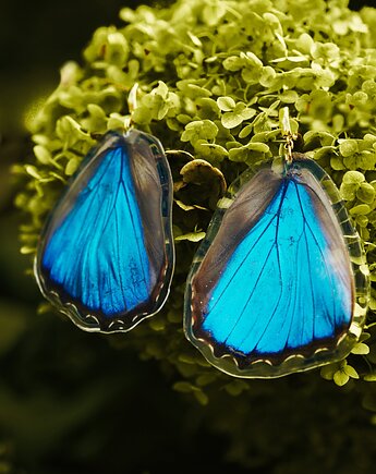 Kolczyki motyle morpho didius, niebieskie kolczyki, kwiaty biżuteria