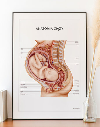 Plakat Anatomia Ciąży, Marta Pawelec Medical Art
