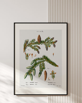 Plakat z botaniczną ryciną ABIES, muybien