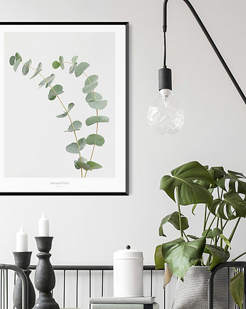 Plakat - Eukaliptus 50x70, lemonducky