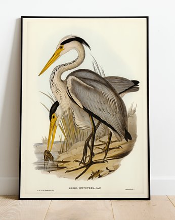 Plakat HERON, Storelia