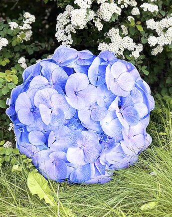 Poduszka Wodoodporna Duża Kwiat  Hortensja Blue, poduszkownia