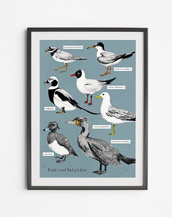 Plakat Ptaki Bałtyckie, LOVE POLAND DESIGN