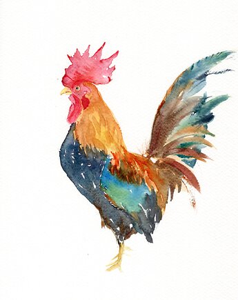 Oryginalna akwarela. Kogut, alquadro