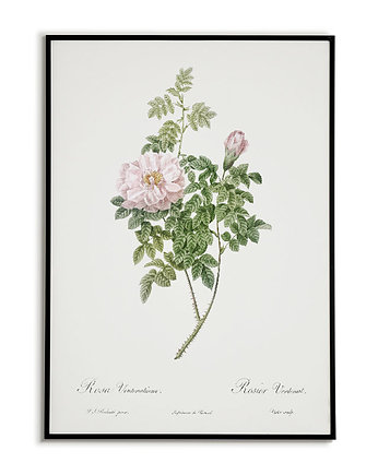 Rosea ventenatiana - Plakat botaniczny - Retro, Bajkowe Obrazki