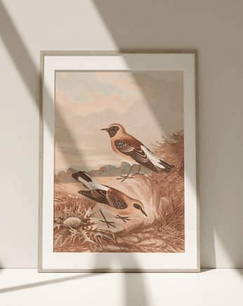 Obraz Plakat Vintage Retro Ptaki Birds, Storelia