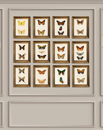 Vintage galeria ścienna ilustracja motyle obrazki, black dot studio