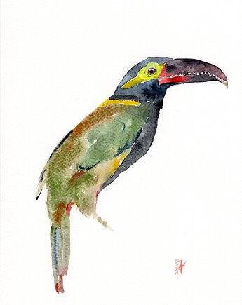 Oryginalna akwarela. Tukan, alquadro