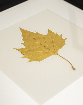 Autorski Dekor Botaniczny. Złoty Liść Platan Klonolistny. Rama 25x25cm, Kuźnia Obrazów