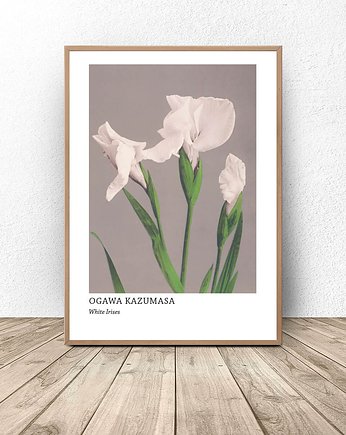 Plakat reprodukcja "White Irises" Ogawa Kazumasa 50x70 (500mm x 700 mm), scandiposter