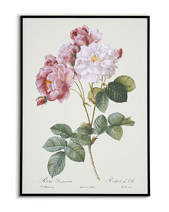 Róża damasceńska - Plakat botaniczny - Retro, Bajkowe Obrazki