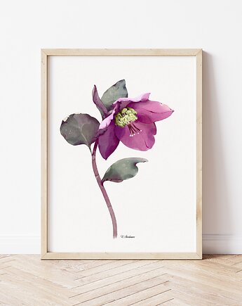 Ciemiernik 3, grafika, akwarela, Urszula Steczkiewicz