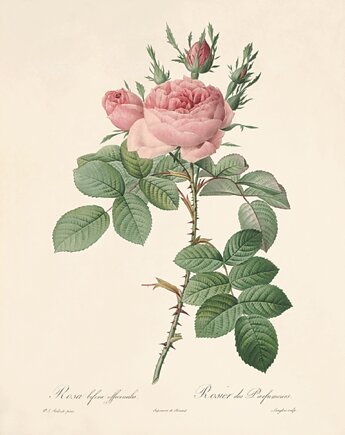 Róża stara Grafika  Rysunek kwiaty Ilustracja Druk Botaniczny prezent, Victorian wall art