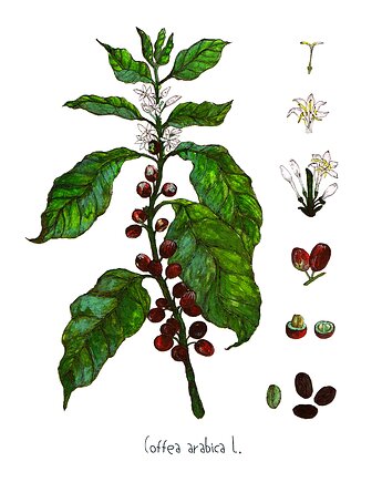 Kawa- Arabica- grafika na ścianę- ilustracja, BOSKE