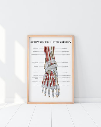 Plakat anatomiczny ANATOMIA MIĘŚNI STOPY, Marta Pawelec Medical Art