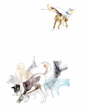 Grupa psów - plakat A4, Natalia Kołacz