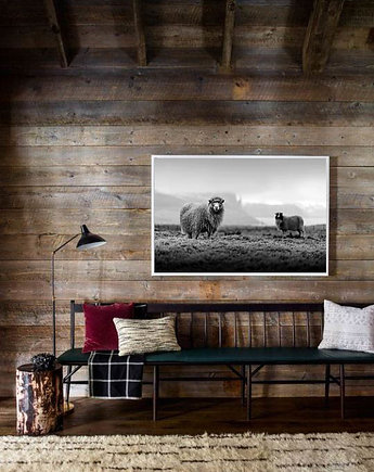 PLAKAT fotografia owca owce góry czarno biała, black dot studio