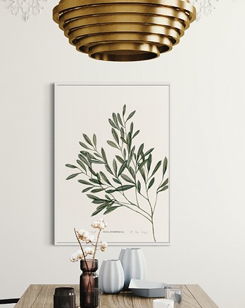 Olea Europea, Margo Hupert