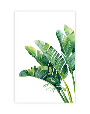 Plakat Zielone Liście Bananowca, KNOR