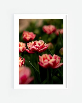 Tulipany Plakat, Katarzyna Kątna