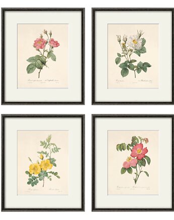 Róża stara Grafika Rysunek kwiaty Ilustracja Druk Botaniczny prezent, Victorian wall art