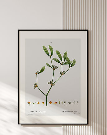Plakat z botaniczną ryciną VISCUM, muybien