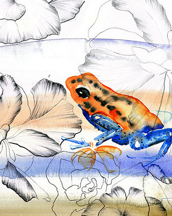 Żabka pomarańczowa - grafika, Karolina Kierat