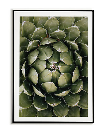 Plakat Botaniczny - Agawa roślina kwiat, Bajkowe Obrazki