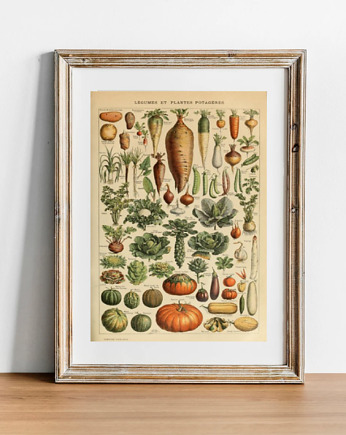 PLAKAT warzywa, vintage ilustracja do kuchni, black dot studio