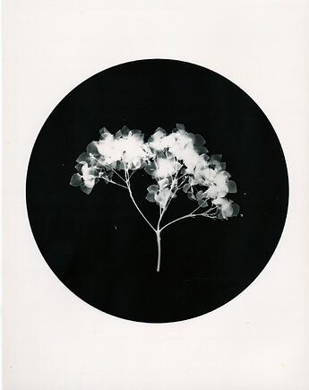 Hortensja_0_, PAPER AND LIGHT