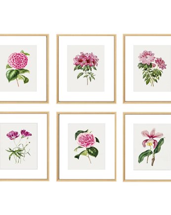 PLAKATY  botaniczne grafiki różowe kwiaty, black dot studio