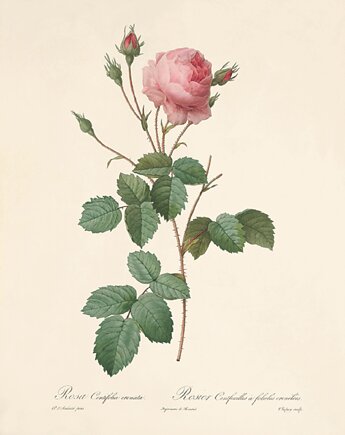 Róża stara Grafika  Rysunek kwiaty Ilustracja Druk Botaniczny prezent, Victorian wall art