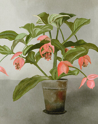Plakat Fine Art giclee MEDINILLA, ma illustories