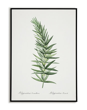 Kokoryczka okółkowa - Plakat botaniczny - Retro, Bajkowe Obrazki