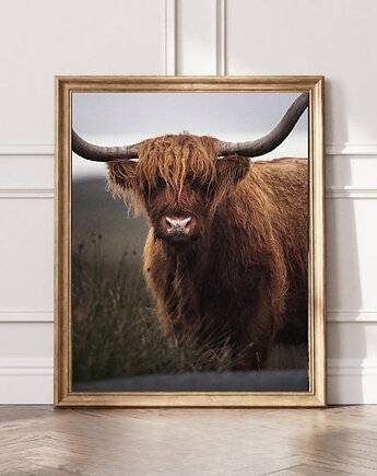 PLAKAT szkocka krowa  HIGHLANDS Szkocja, black dot studio